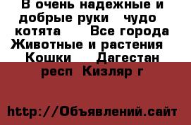 В очень надежные и добрые руки - чудо - котята!!! - Все города Животные и растения » Кошки   . Дагестан респ.,Кизляр г.